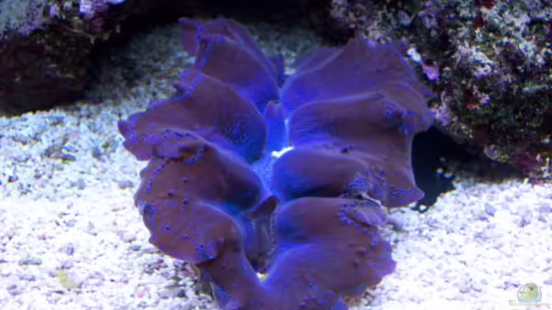 Tridacna maxima von Lars Leonhardt (15)