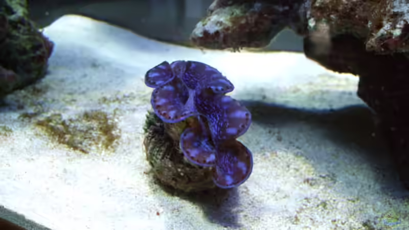 Tridacna maxima von Salzeritis (11)