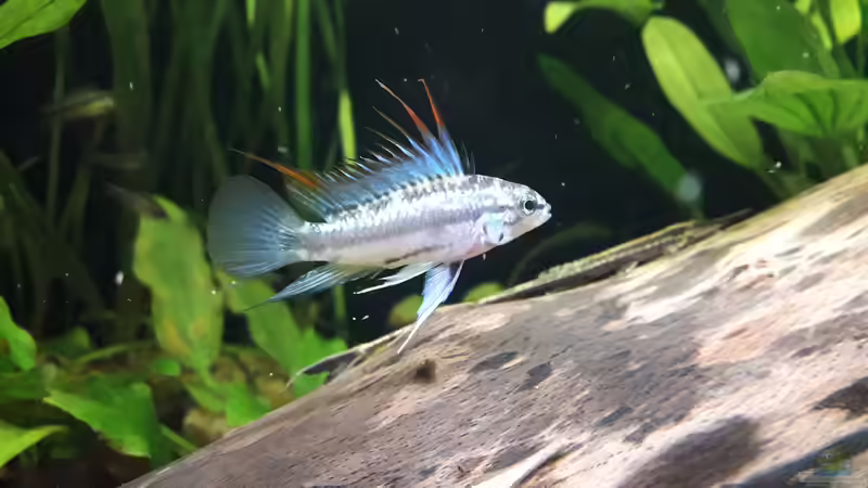 trifasciata Männchen von Fichte (13)