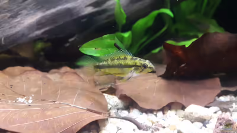 trifasciata Weibchen von Fichte (14)