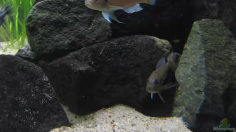 Aquarien für Triglachromis otostigma (Tanganjika Knurrhahn)