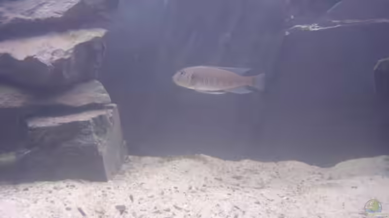 Triglachromis otostigma von Michael Brunner (13)