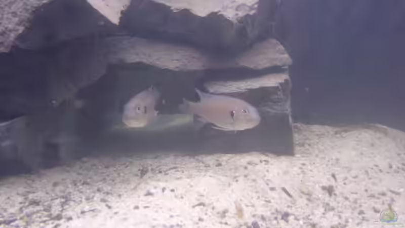 Triglachromis otostigma von Michael Brunner (14)