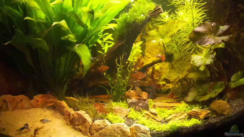 Trigon 190 nach der Umgestaltung von Kasía (1)