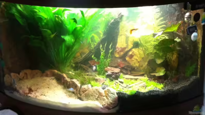 Trigon 190 nach der Umgestaltung von Kasía (2)