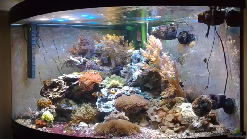 Trigon 350 stand 20.01.2010 von Holgi K. (12)