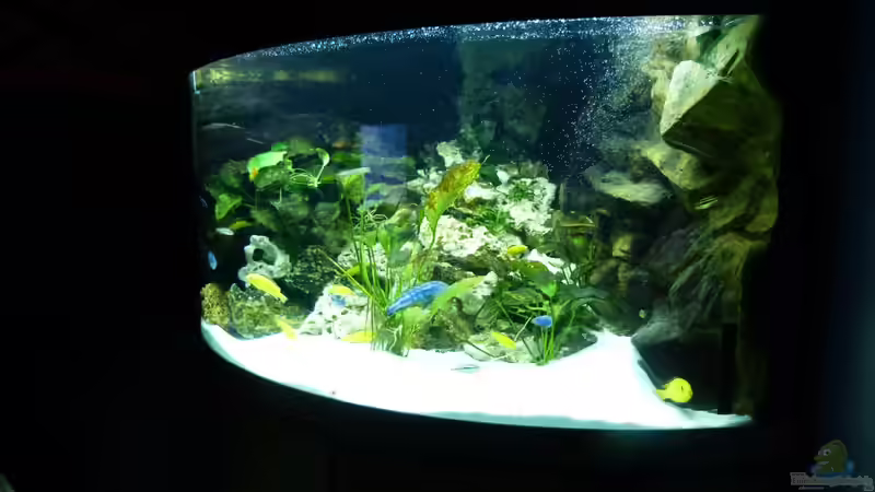 trigon 350 von MF80 (1)