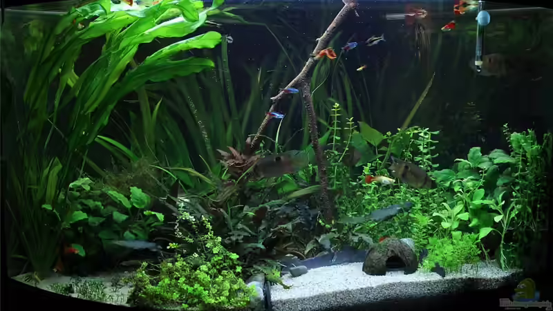 Trigon Gesamtansicht von TDG (1)