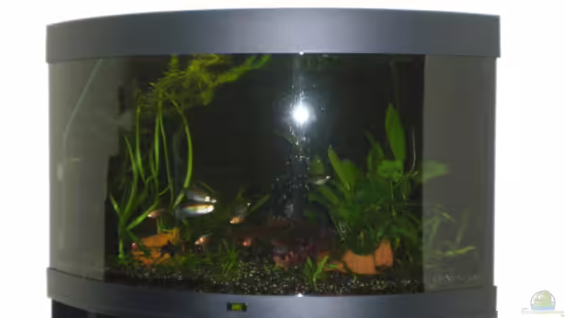 Trigon von Juwel 190 Liter von Hage (2)