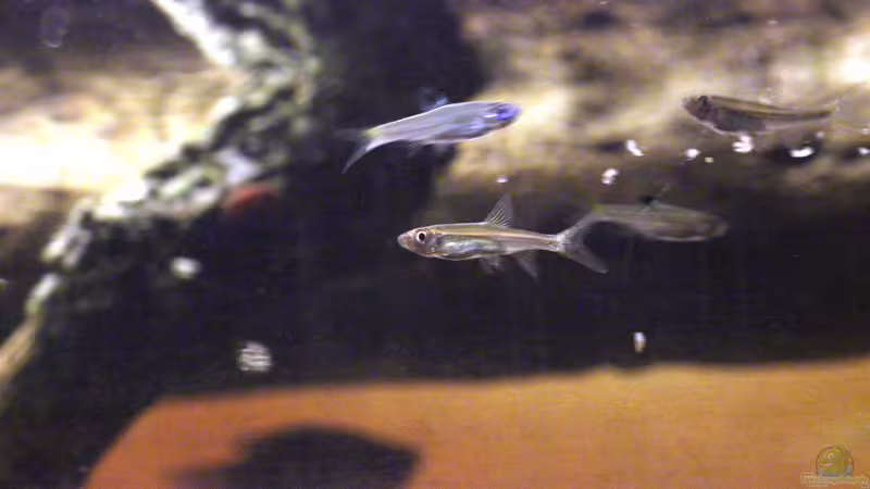 Trigonopoma pauciperforatum von lomarraco (139)