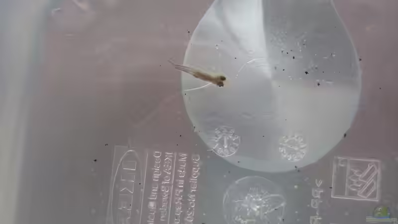 Trigonostigma espei   4 Wochen alt von Tiburón (56)