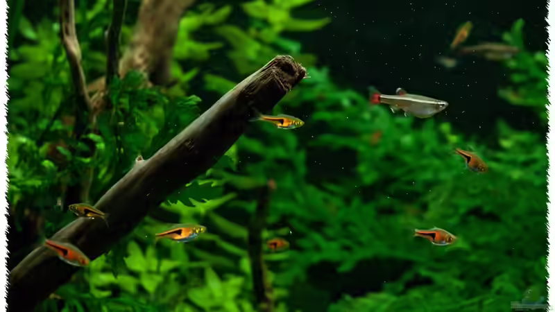 Trigonostigma espei + Tanichthys albonubes von pogona (19)