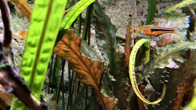 Aquarien mit Trigonostigma espei (Espes Keilfleckbärbling)