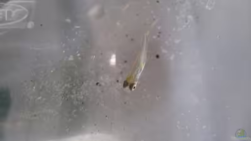 Trigonostigma espei 4 Wochen alt von Tiburón (57)