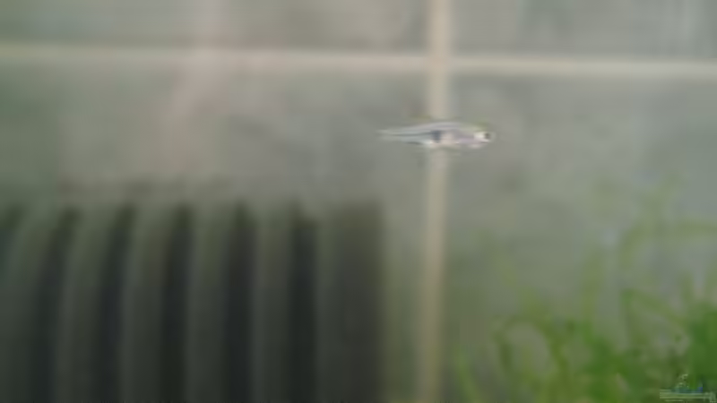 Aquarien mit Trigonostigma espei (Espes Keilfleckbärbling)