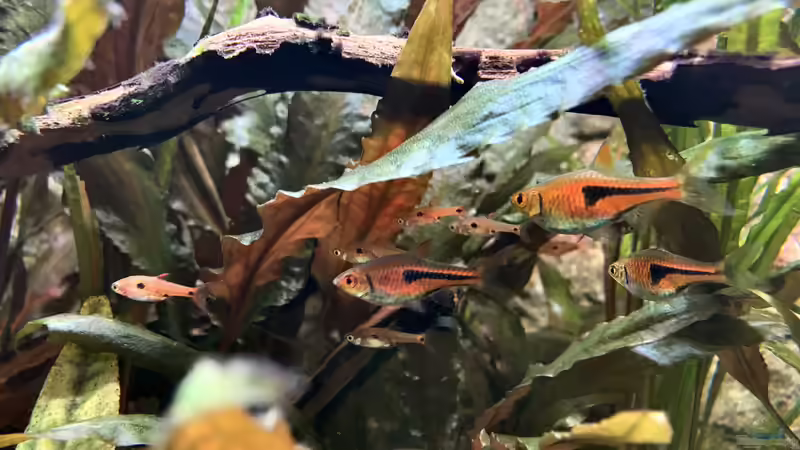 Trigonostigma im Aquarium halten (Einrichtungsbeispiele mit Trigonostigma-Arten)