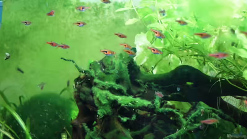 Trigonostigma espei ´Schwarm´ von Leinad78 (7)