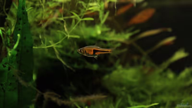 Trigonostigma espei von Annika (44)