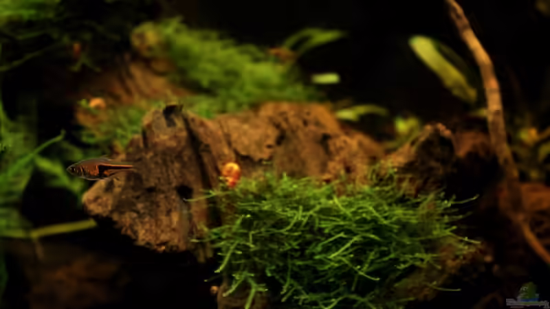 Trigonostigma espei von Annika (56)