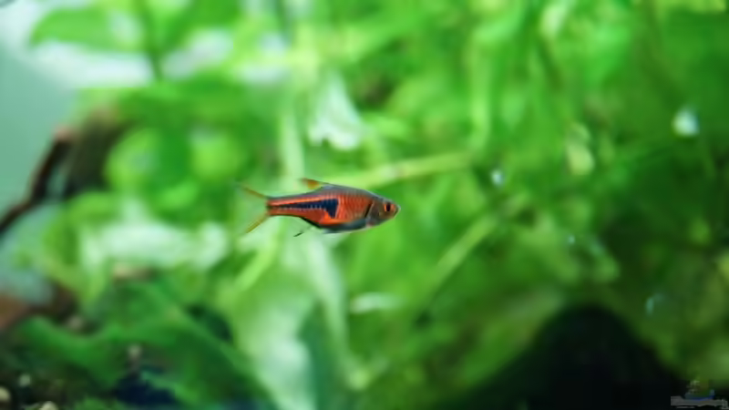 Trigonostigma espei von Leinad78 (6)