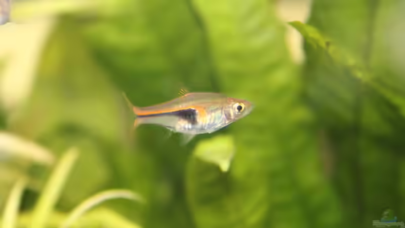 Trigonostigma im Aquarium halten (Einrichtungsbeispiele mit Trigonostigma-Arten)