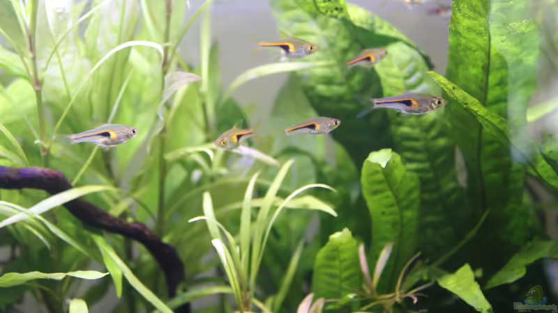 Trigonostigma im Aquarium halten (Einrichtungsbeispiele mit Trigonostigma-Arten)