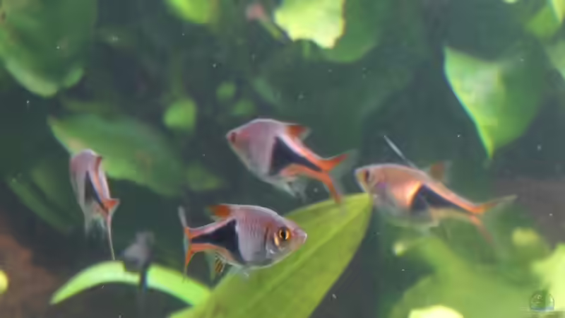 Trigonostigma heteromorpha  von brimar67 (24)