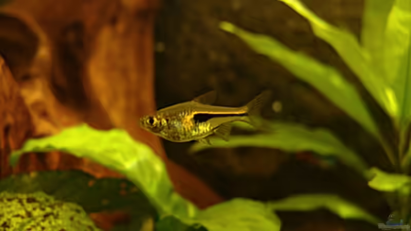 Trigonostigma heteromorpha von Peer Wojtkowiak (13)