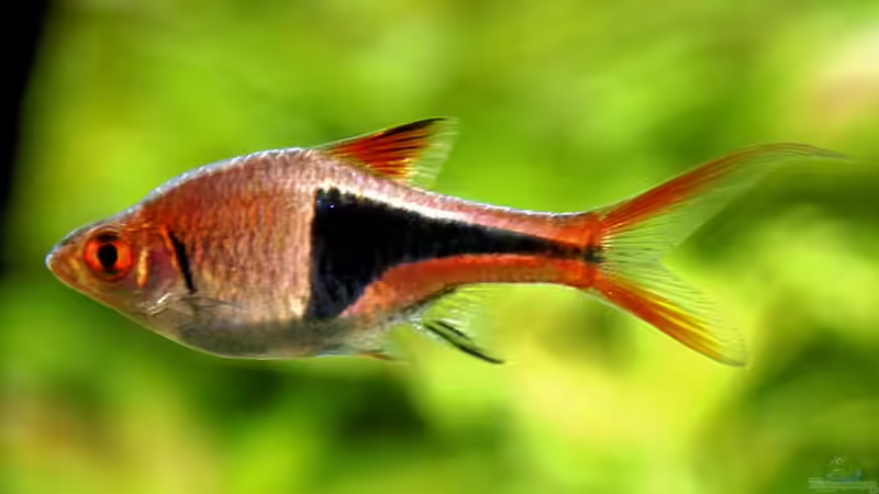 Trigonostigma heteromorpha von snoopy2008 (22)