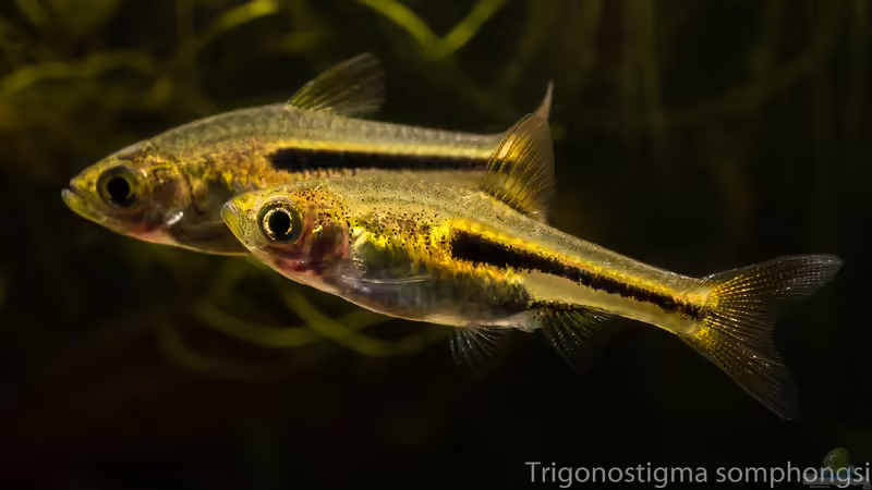 Trigonostigma somphongsi von fischgarage (5)