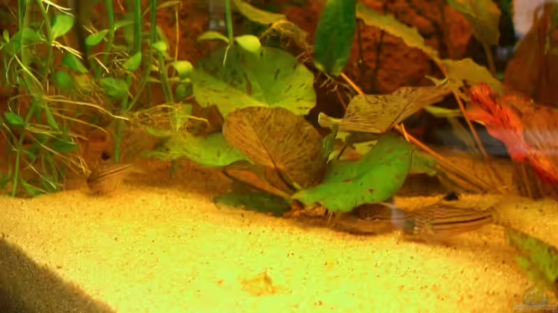 Trilineatus heimlich beim Schwimmen fotografiert von wald-muckel (13)