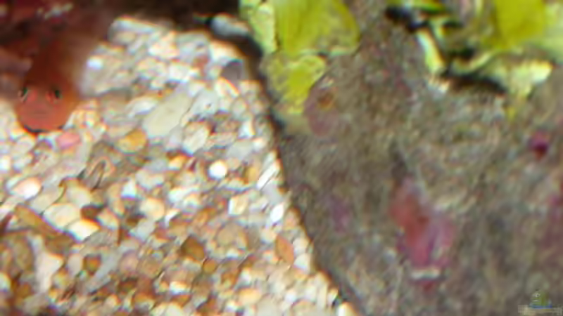 Trimma benjamini von Bacalhau (14)