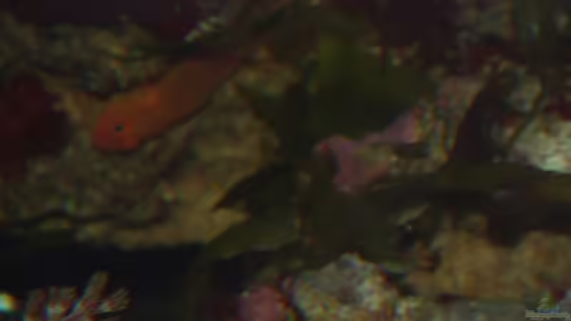 Trimma benjamini von Bacalhau (15)