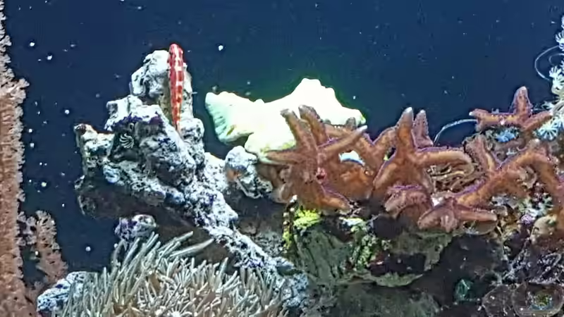 Trimma rubromaculatus  von joau (5)