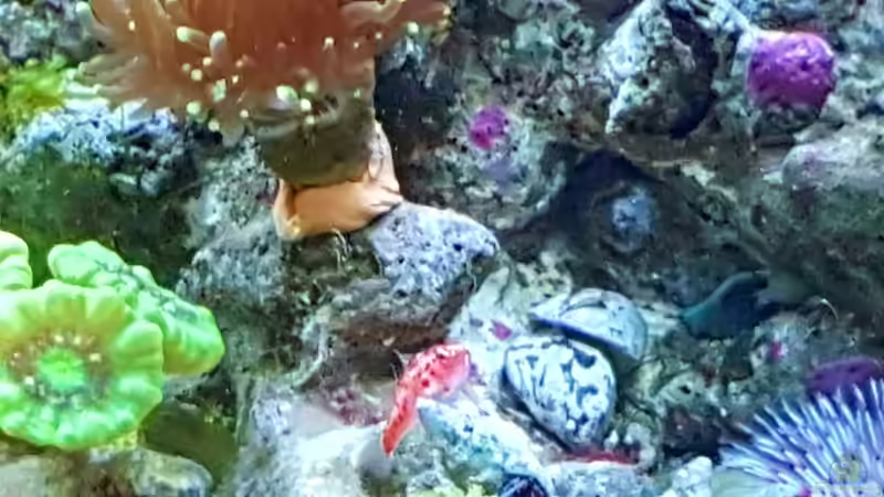 Trimma rubromaculatus  von joau (6)