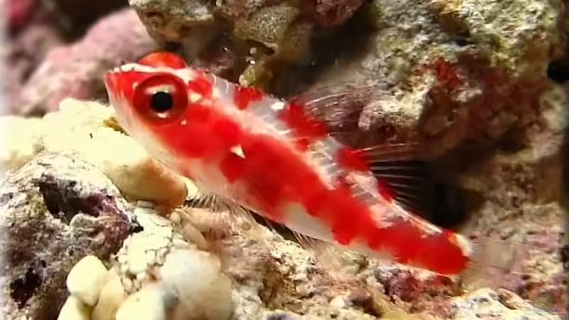 Trimma rubromaculatus von Petra Kallmeyer (19)