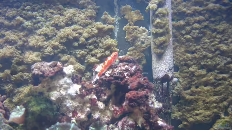 Trimma von Jane Vogeler (9)