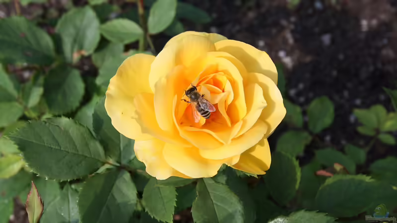 Trinkplätze für Bienen von Tom