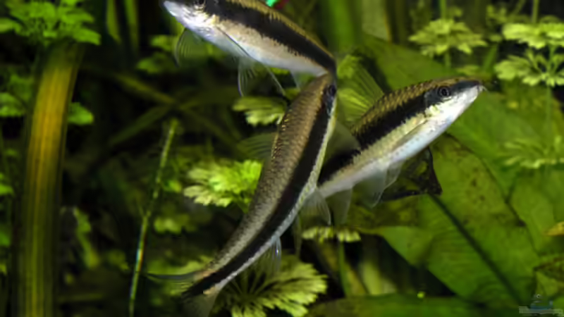 Trio Infernal von Fossybear (42)