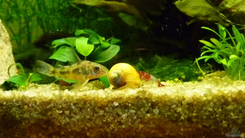 Trio von tanja4 (17)