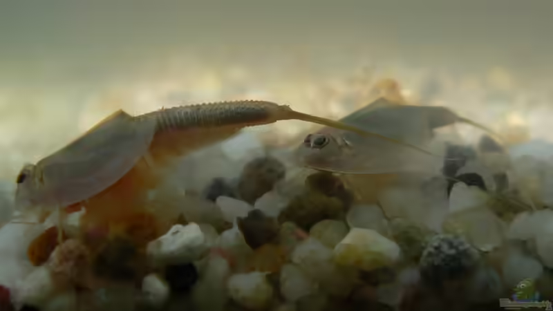 Triopszucht im Aquarium: Eine faszinierende und einfache Art, interessante Kreaturen zu züchten