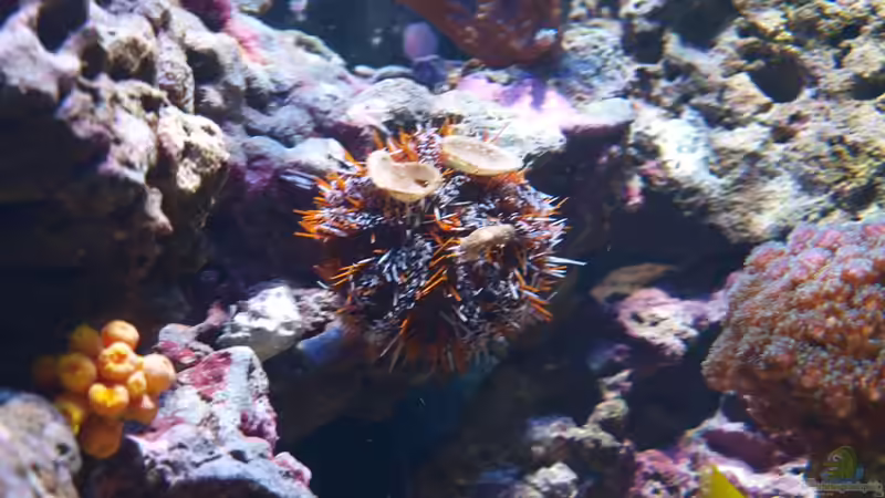 Tripneustes gratilla - Pfaffenhut-Seeigel von Christian Holtkamp (26)