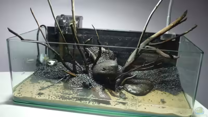 trocken Layout von Chris_R. (2)