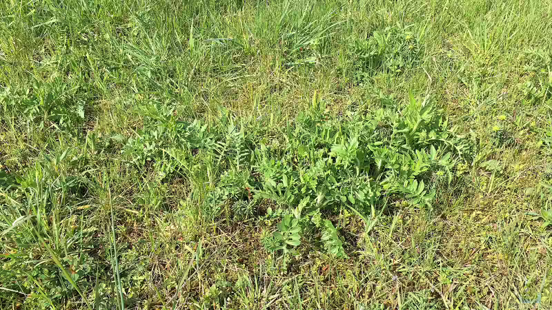 Trockenrasen - faszinierende Überlebenskünstler für naturnahe Gärten