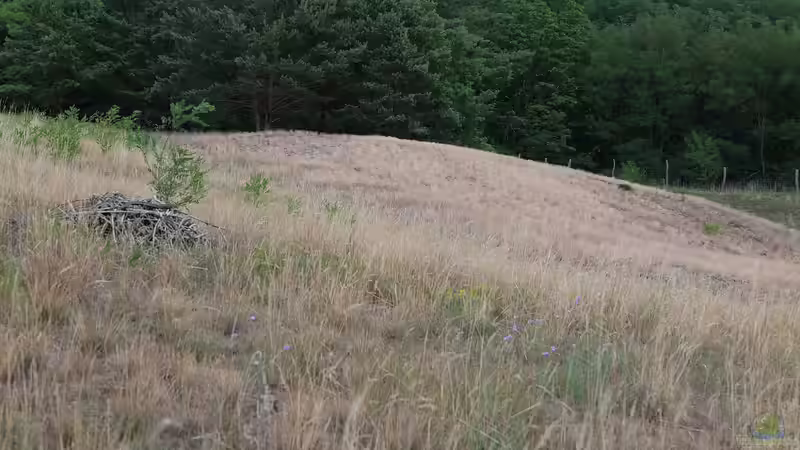 Trockenrasen - faszinierende Überlebenskünstler für naturnahe Gärten