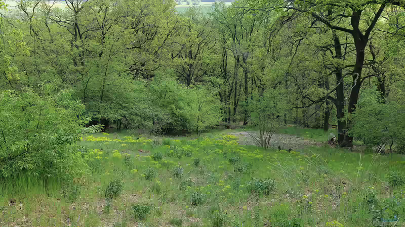 Trockenrasen - faszinierende Überlebenskünstler für naturnahe Gärten