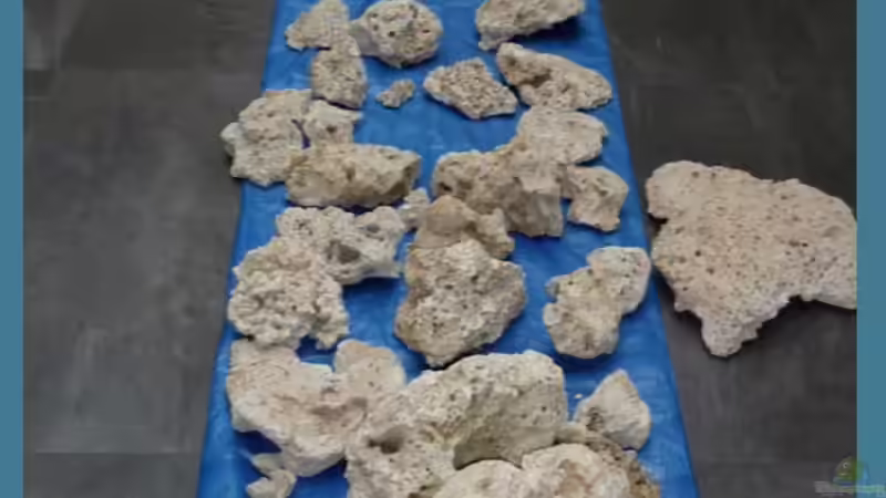 Trockenübung mit totem Riffgestein von OldFriend (16)