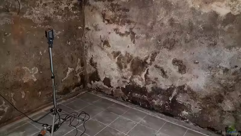 Trocknung der Wand und entfernen von Schimmel und losem Putz . Schei.. Arbeit von Thomas Michel (16)