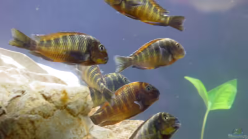 Troheus Moorii Red Rainbow von Dirk Kratochvill (10)