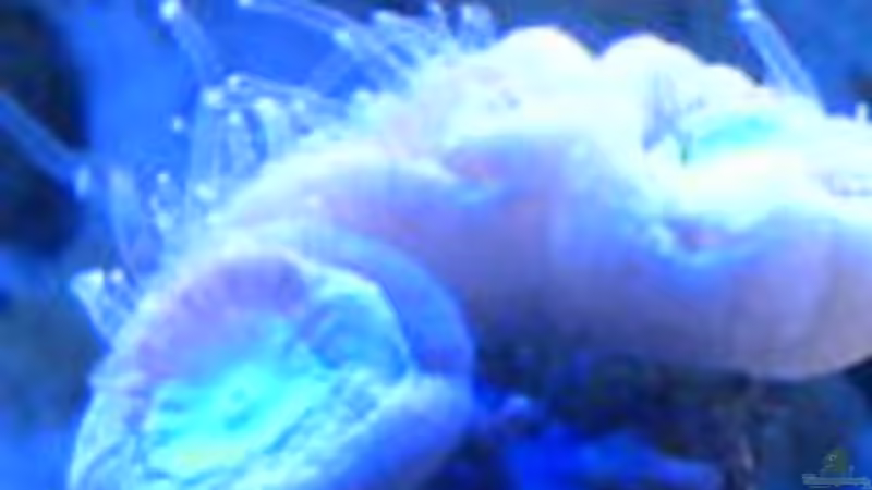 Trompetenkoralle  von Eva Göschl (13)